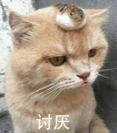 有什么可爱的表情包.