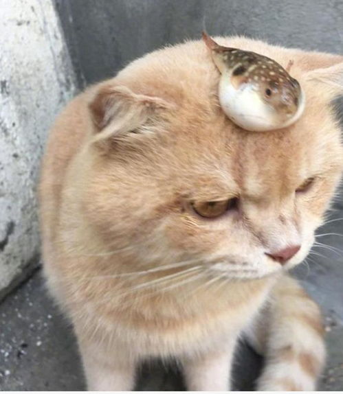 主人将小河豚放在猫咪头上,两动物表情神同步,引发主人爆笑
