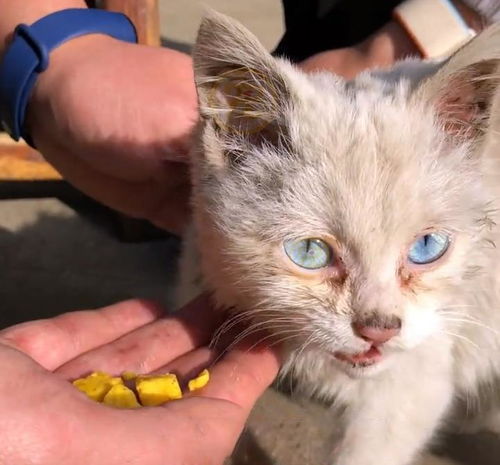饿到吃钢丝球的流浪小猫,好心人试图阻止,猫咪的反应让人泪目
