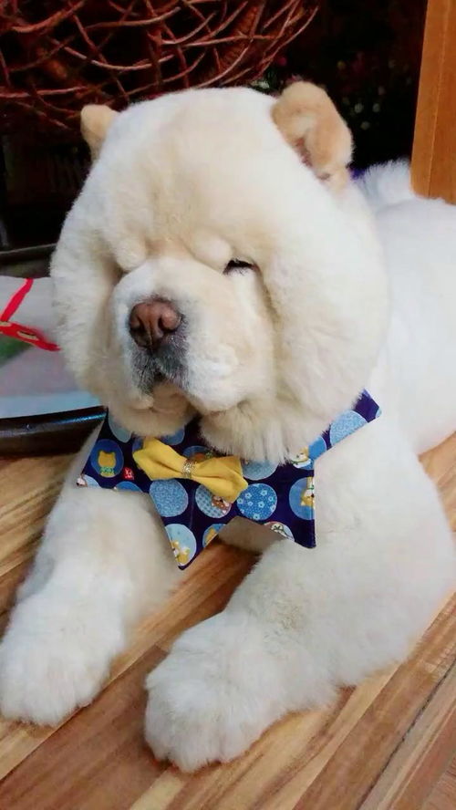 你不也没睡表情包睡姿