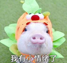 如果鸡条第四季mc全换,哪些明星来比较合适