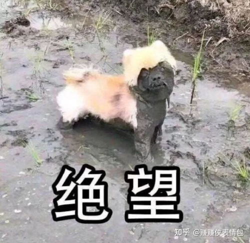 爱你表情包