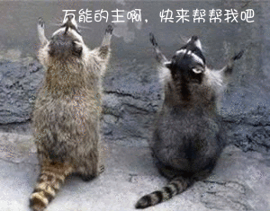 qq表情搞笑qq表情动物图片万能的主啊,快来帮帮我吧