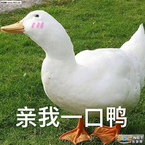 带我玩鸭鸭鸭图片刚下班鸭可爱鸭鸭表情包下载乐游网游戏下载