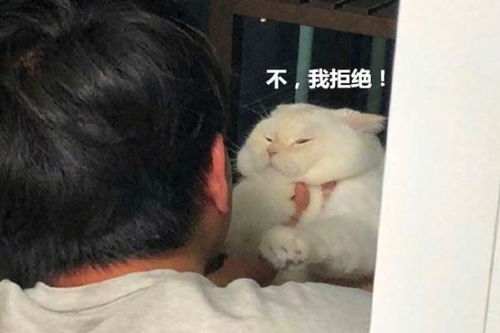 抱起猫咪准备亲,这货嫌弃出表情包,铲屎官合着我就是酸菜鱼