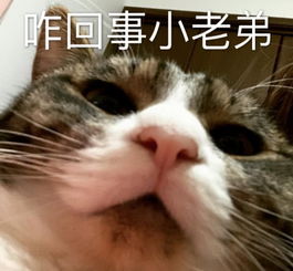 无水印萌宠卖萌专用表情包今天想我几次呀