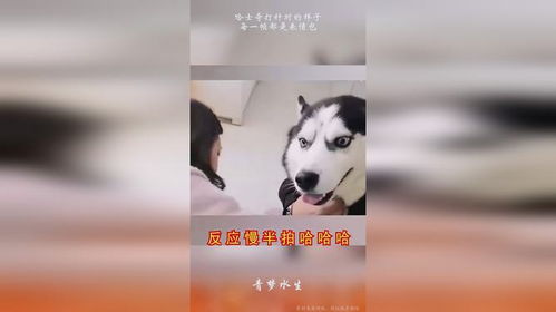 哈士奇打针时的样子,每一帧都是表情包