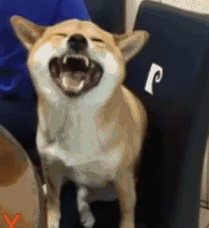 这绝对是史上最全的柴犬表情包了