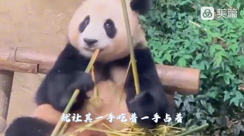 福宝吃竹子的时候,为什么会一只手拿着吃另一只手却还要拿着竹子