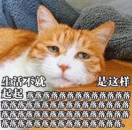 鬼畜猫咪表情包,看完之后整个人都丧了