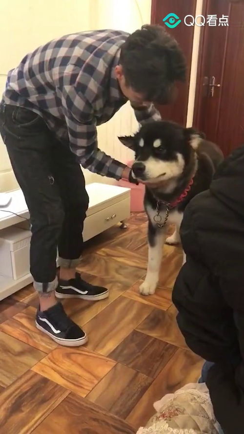 狗子出门凑热闹被其他家狗打了,这委屈的小表情简直了