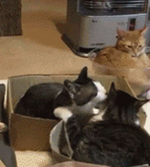 新来的猫咪一直对老猫献殷勤,独独忽略了橘猫,橘猫知道后