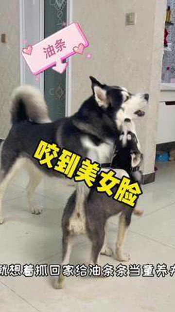 小哈士奇的主人好像追过来了,我该怎么办好主人牛肉双拼狗粮
