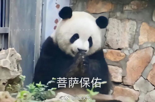 流口水的表情包熊猫水果蔬菜
