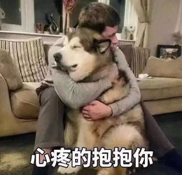 睡不着表情包一套主人