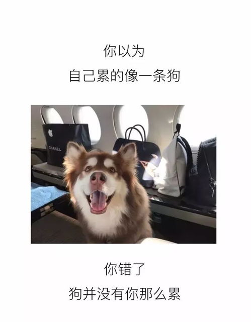 这是朋友圈最扎心的漫画,戳中了99的微信好友