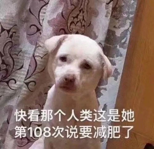趴着的表情包图片减肥