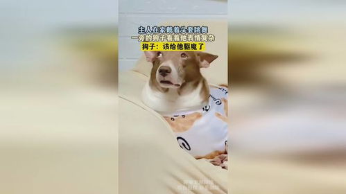 主人在家戴着头套跳舞,一旁的狗子看着他表情复杂,狗子该给他驱魔了