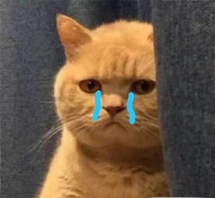 暗中委屈橘猫表情包图片