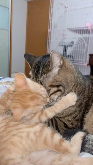 猫都开始发狗粮了,我真是受够了这甜甜的爱情啊