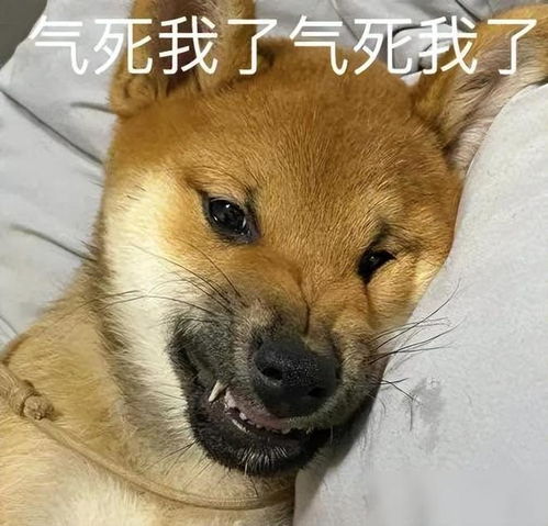 分手后去男友家偷狗,狗子狂喜,蹑手蹑脚配合别被发现了