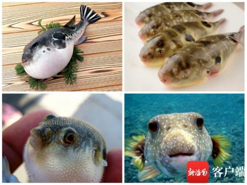 海南疾控发布五一假期食品安全提示不吃野蘑菇谨防误食河豚