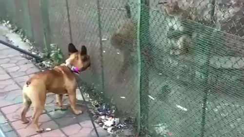 带狗子去动物园玩,没想到狗子被猴子吓了一跳