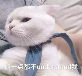永远不要试图了解一只小猫咪,这刷新了我对猫的三观