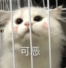 猛男爱看的猫咪表情包