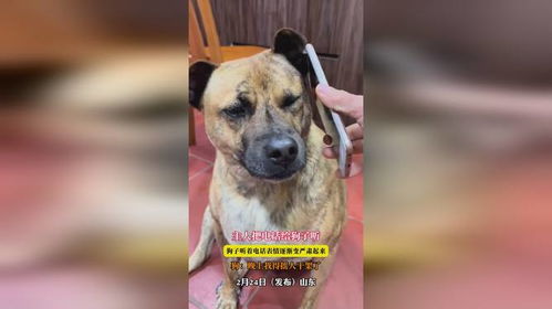 主人把电话给狗子听,狗子听着电话表情逐渐变严肃起来,狗晚上我得摇人干架了