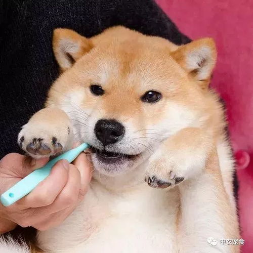 柴犬gif表情包这只