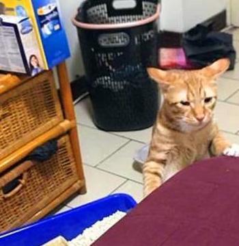 猫咪劈叉上厕所,拉到了猫砂盆外面,猫厕所太小,不够我发挥宠物怪异洁癖驯养动物网易订阅