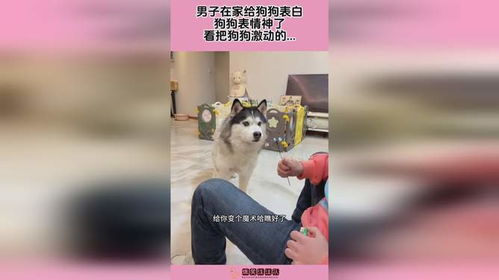 男子在家给狗狗表白,狗狗表情神了,看把狗狗激动的...