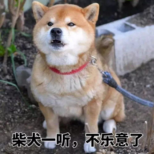 柴犬一集表情包