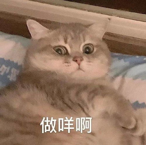 微信表情包上限变成999,快贡献出你的表情包威胁.jpg