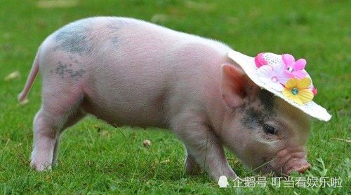 刘阿圆抱着猪的表情包迷你猪