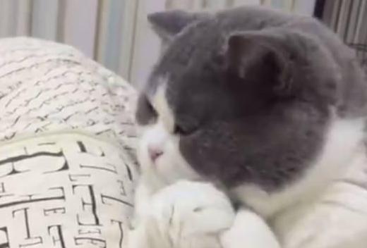 出差回家求猫主子宠幸,它用表情告诉主人一个字滚