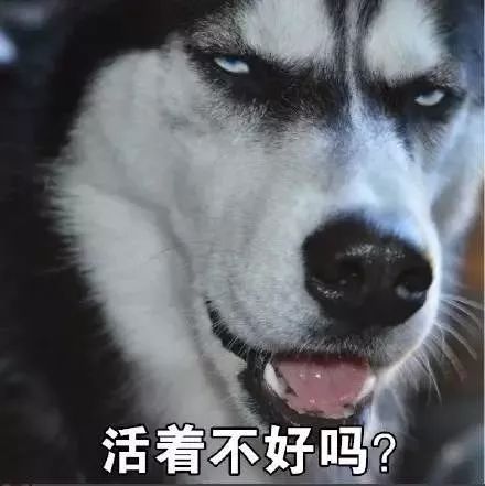哈士奇专为表情包而生的狗狗