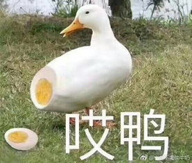 比尔盖茨这样的天才真的大学没读完吗