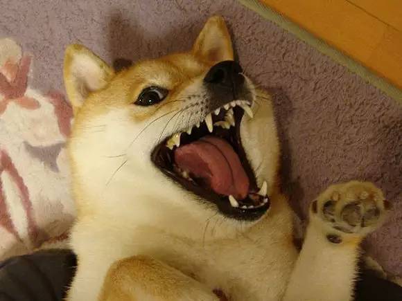 铲屎官们看一看