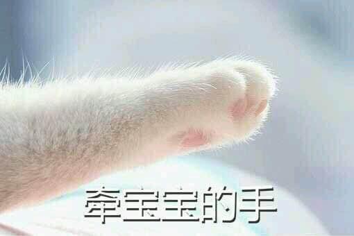 你见过最帅的猫有多帅