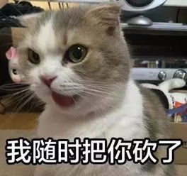 猫和狗到底谁聪明一些这是一道送命题