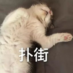 沙雕小动物表情包越可爱,越萌,越骚