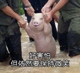 不想上学表情包下载洪水猪不想上学表情包高清无水印极光下载站