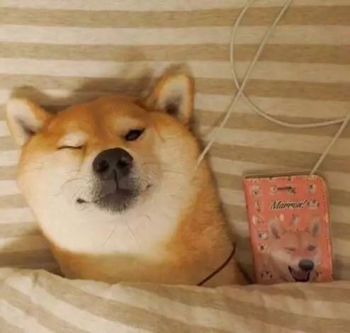 甜甜私房猫表情包png柴犬