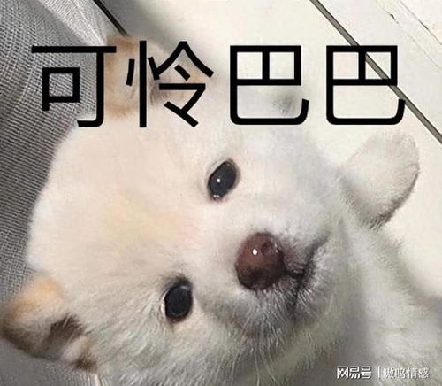 主人做出这几种行为,狗狗会认为,是被抛弃了