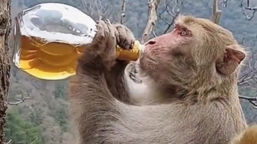 爆笑这猴子是失恋了吗,还借酒消愁了吗