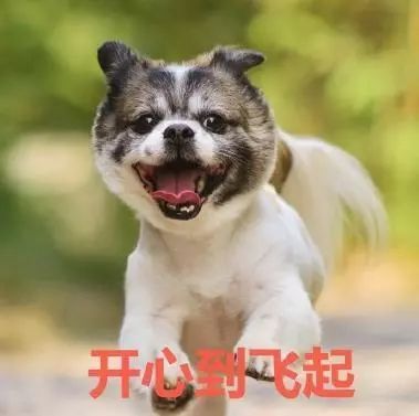 不一样的中秋节,不一样的嬉皮狗,有你们才是团圆