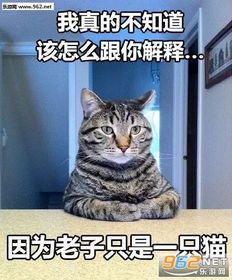 因为老子只是一只猫表情包我真的不知道该怎么跟你解释表情包下载无水印乐游网游戏下载
