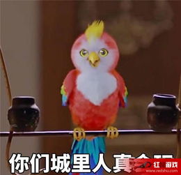 楚乔传鹦鹉是什么品种怎么来的楚乔传鹦鹉表情包盘点